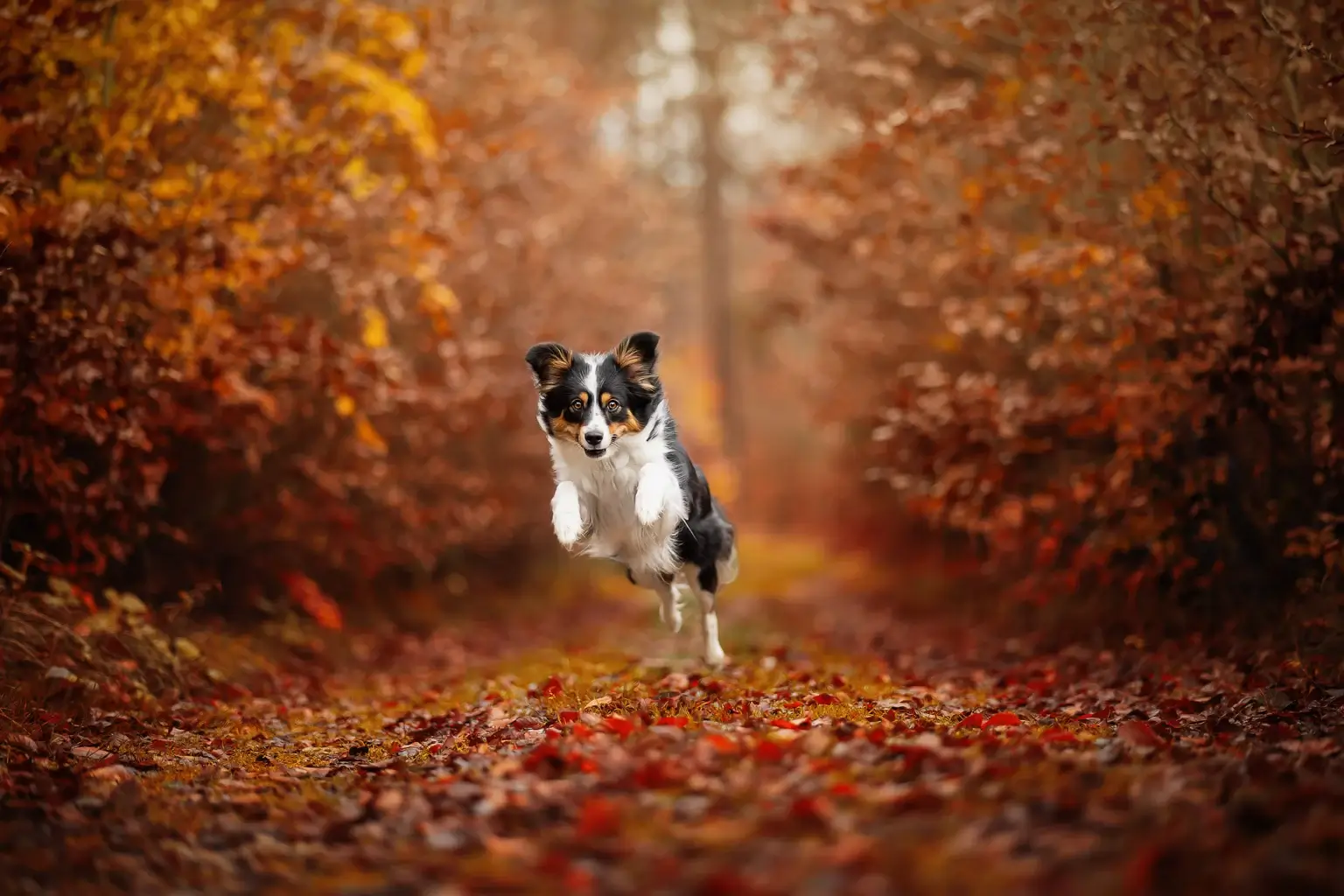 Hund läuft durch herbstlichen Wald