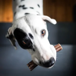 Dalmatiner mit einem Kau-Stick im Maul