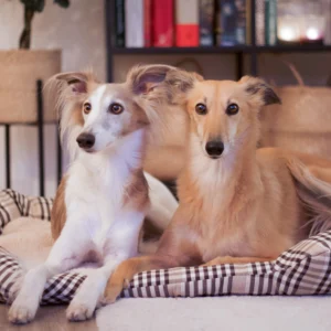 Zwei Windhunde auf einem karierten Hundekissen