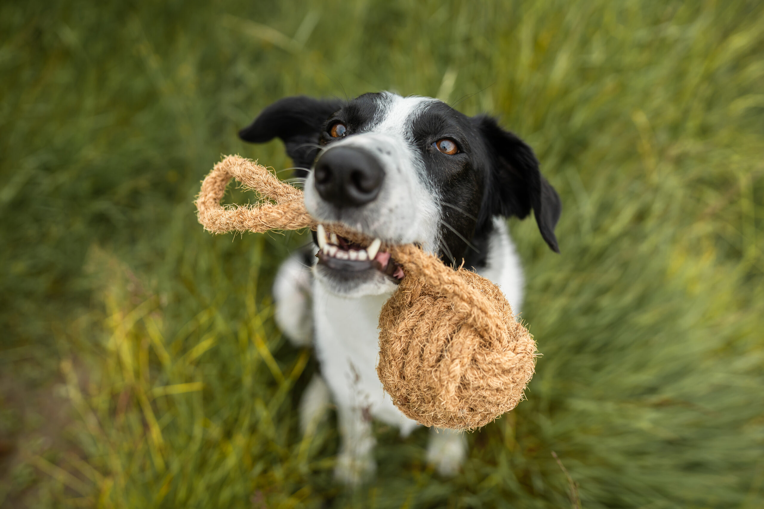 Nachhaltige Hundespielzeuge von „mascota Casa“